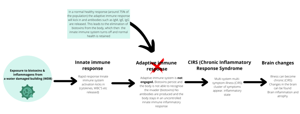 Mould illness, mould, brain fog, CIRS, immune response
